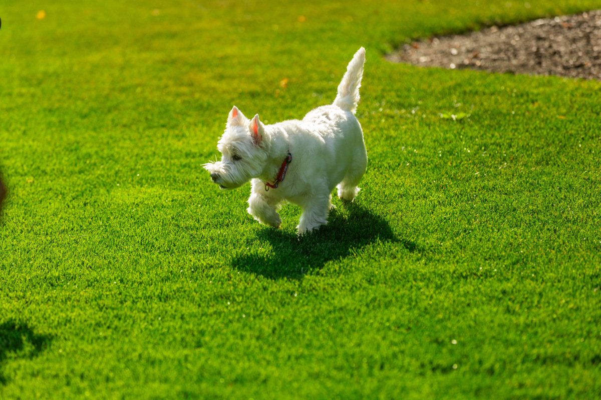 View of How to Practice Pet Safe Lawn Care in Indiana